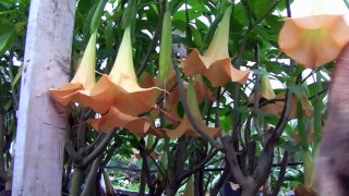 Angel Trumpet Poison Plant - Toxic Poison to Animals People