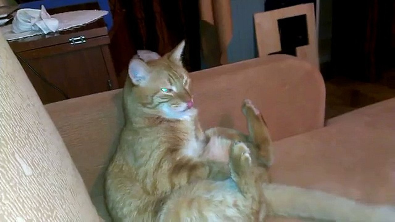 un chat se frappe la tête