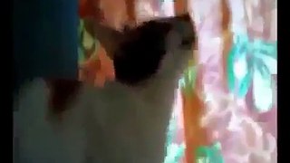 TALKING CATS COMPILATION #3