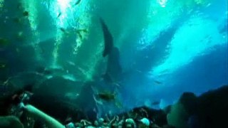 Georgia Aquarium