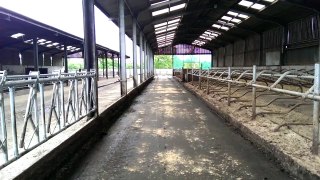 Simple dairy cow  sand cubicle shed