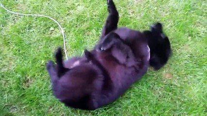 Pacer earns his spirit name " Dog who rolls in swe