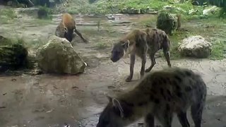 Hyenas doing it...