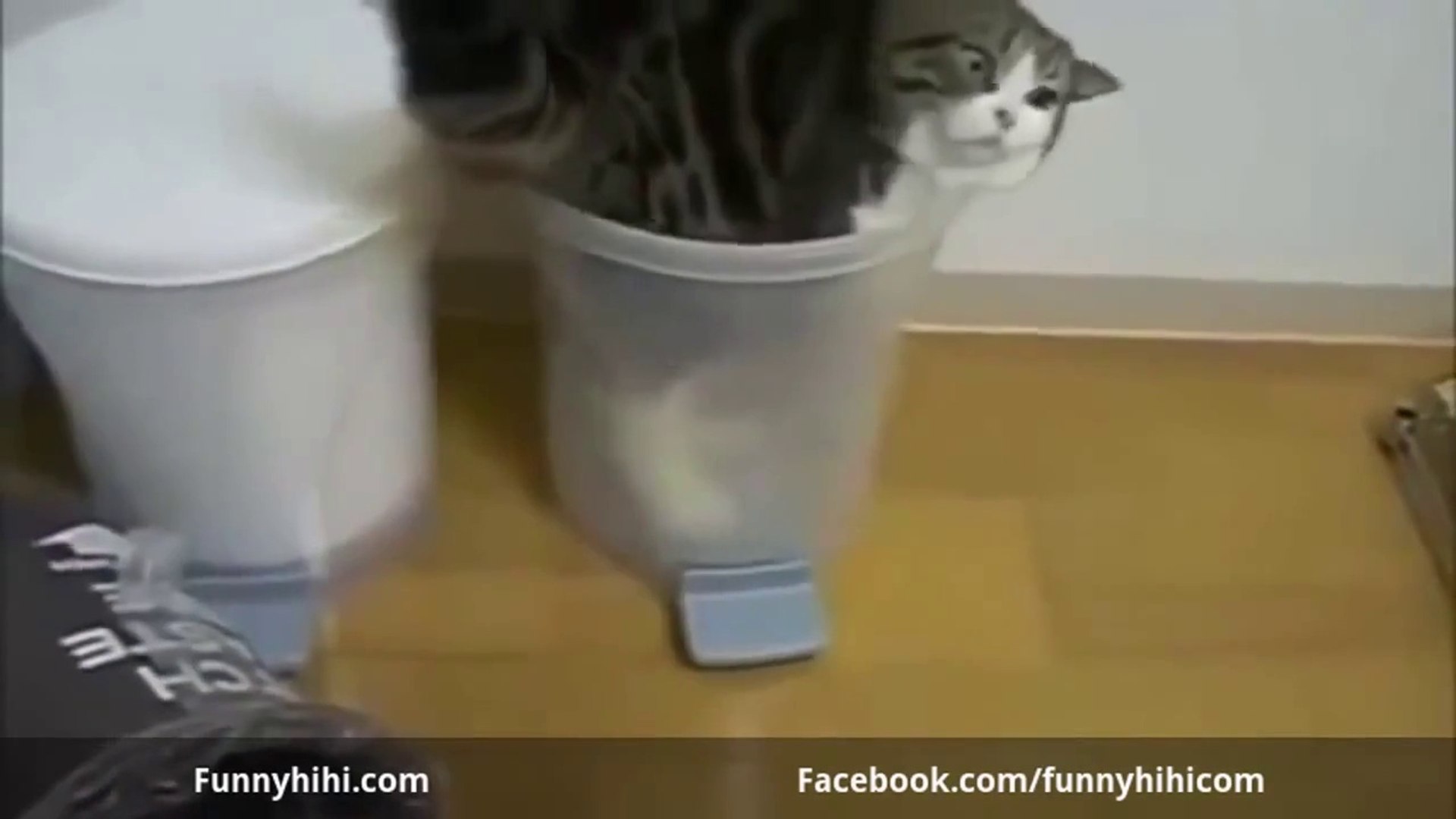 Funny Cats - Funny Cats Videos - Funny Cats Compilation part 7