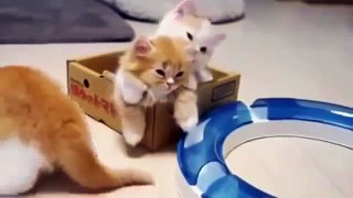 Funny video clips BEST    Funny Animal Video Clips Fail Compilation 2015‬