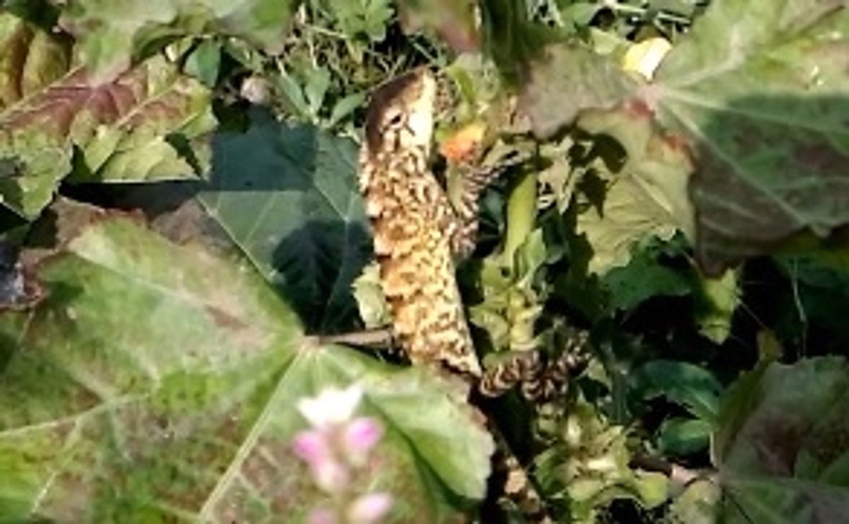 ⁣Chameleon The Wild Animal - Animal Planet - Nature Documentary HD