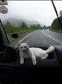 Bella The Travelling Cat