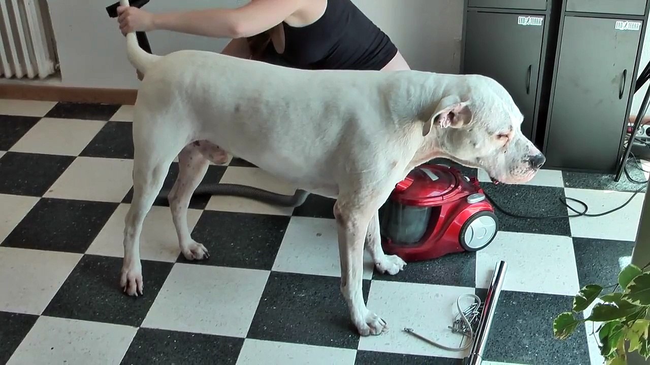 Balboa et l'aspirateur, une grande histoire