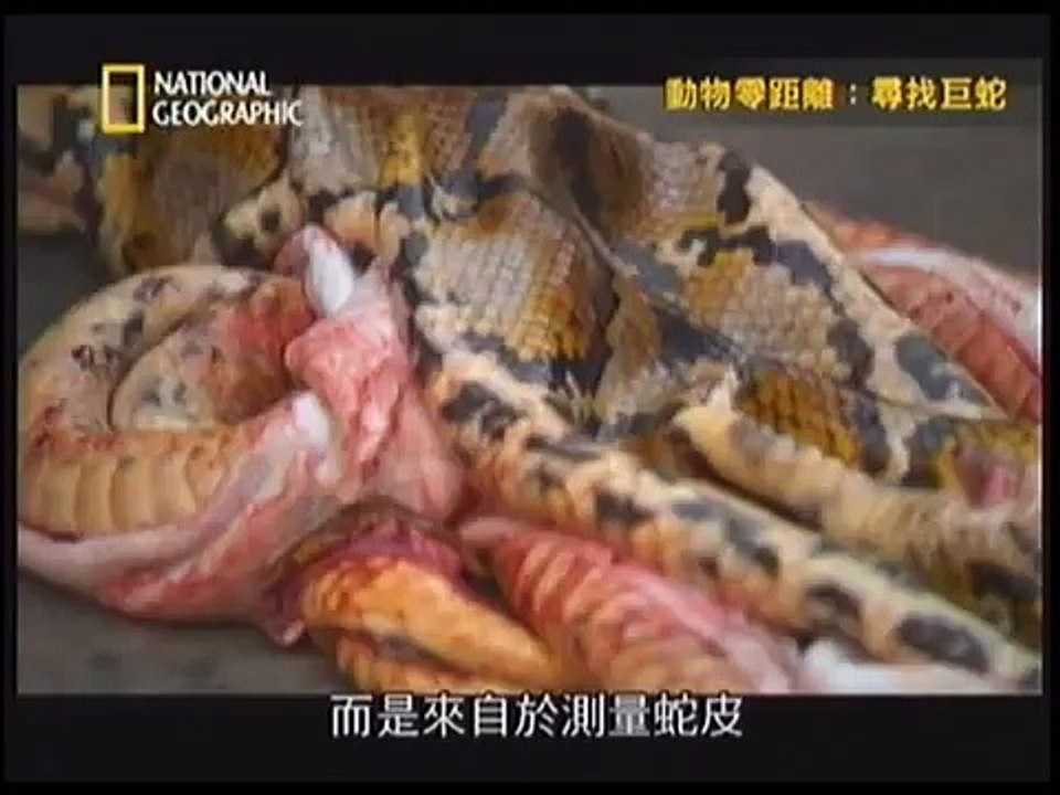 動物零距離4-尋找巨蛇 3
