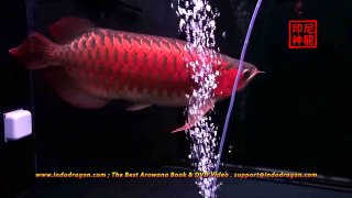 Indo Dragon HD Quality Video - Imperial Arowana Beijing