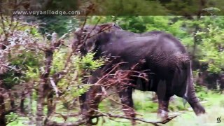 Vuyani Safari Lodge - Best Buddies - Elephant play in Kruger Park