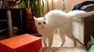 Funny cats | Лучшее!