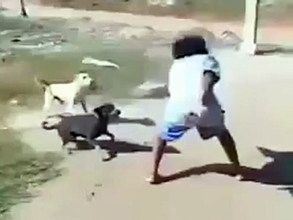 Man vs Dogs ~!!