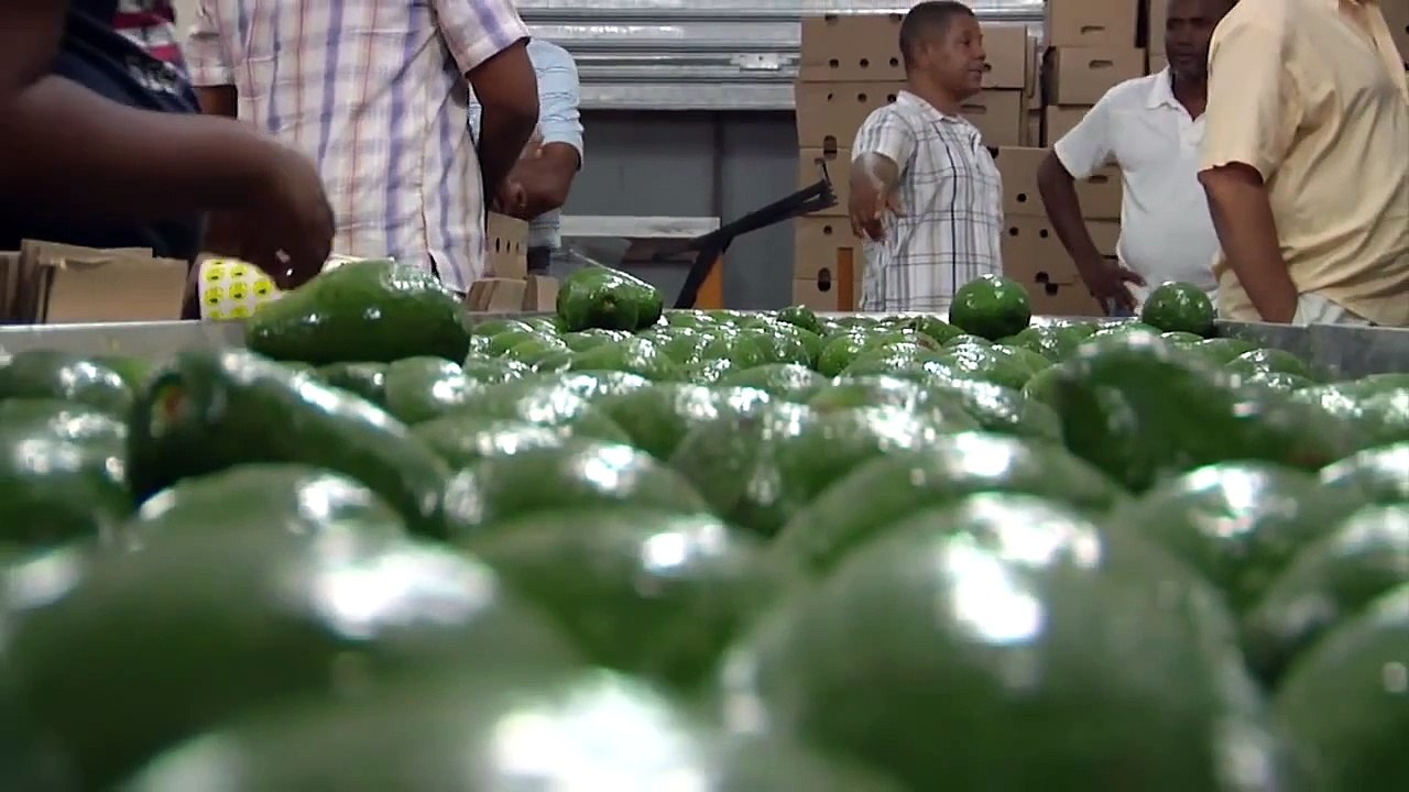 Desde Cambita a Nueva York: 2 furgones de aguacates semanales