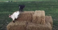 Bouncing Goats Try Their Hooves at Parkour