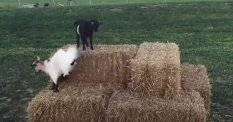 Bouncing Goats Try Their Hooves at Parkour