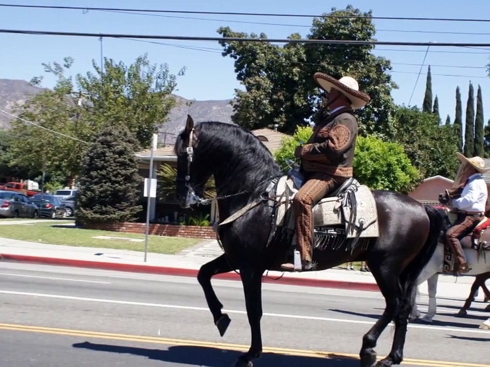 Caballos Bailadores Sementales Yeguada Herrera