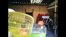 Mijn hamster  filmpje vlog #1