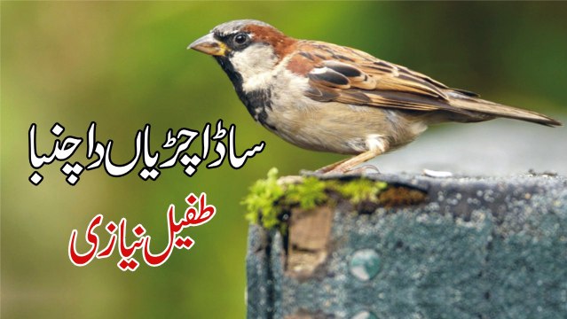 Sada Chiryaan Da Chamba - Tufail Niazi - Punjabi Folk Song - With Lyrics