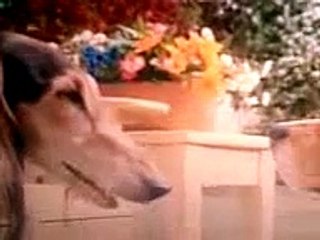 Cats and Dogs - Richard Kicker 003 - Part 6 of 9