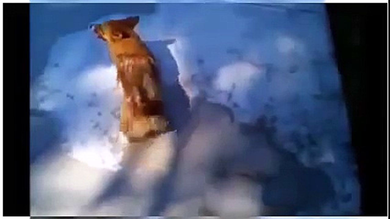 犬がコンクリートに体を擦り付ける散歩が待ち遠しい小型犬 ベッドで吠えまくる耳のとがった大興奮している犬 [Full Episode]