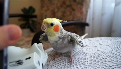 çankaya ÖVEÇLER KOMBİ SRV..279 15 16 VESTEL