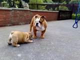 missy meets monty for 1st time.....bulldog pups