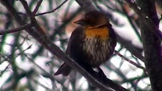 Rare Bird Sighting - Yellow Headed Blackbird