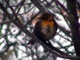 Rare Bird Sighting - Yellow Headed Blackbird