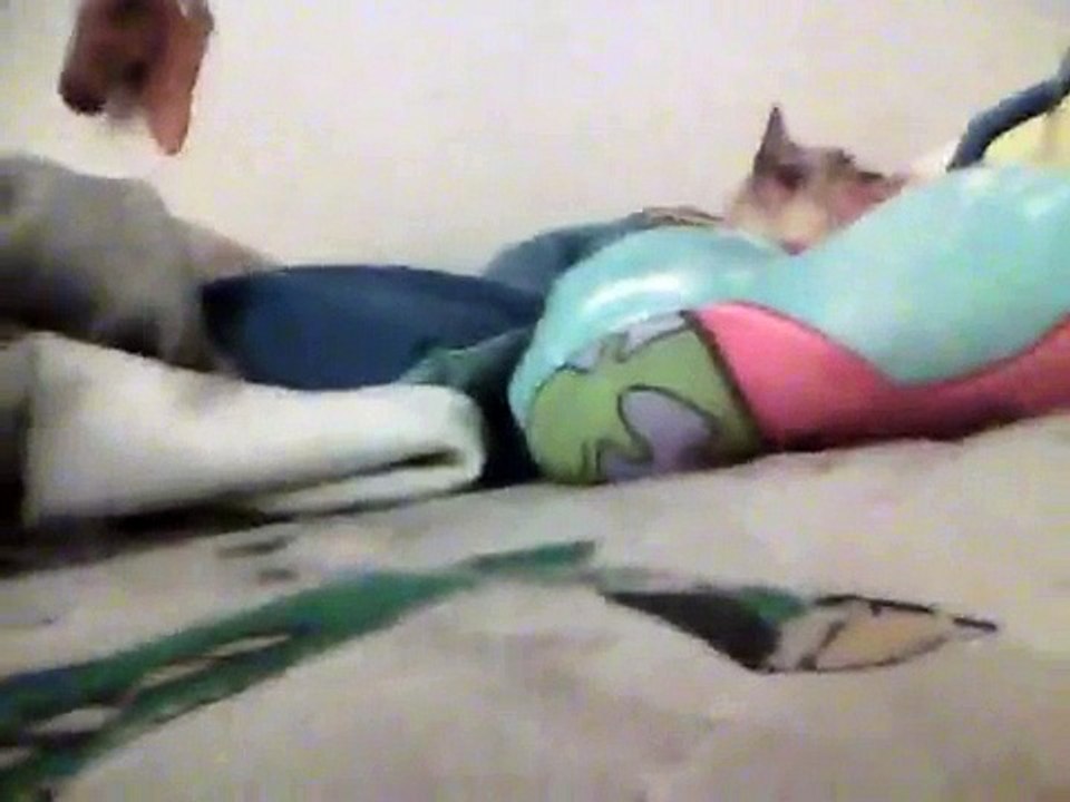 It's All About Cats