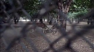 Two male deer fighting for their position