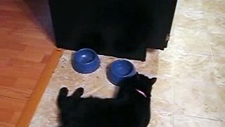 Cat Drinking Water