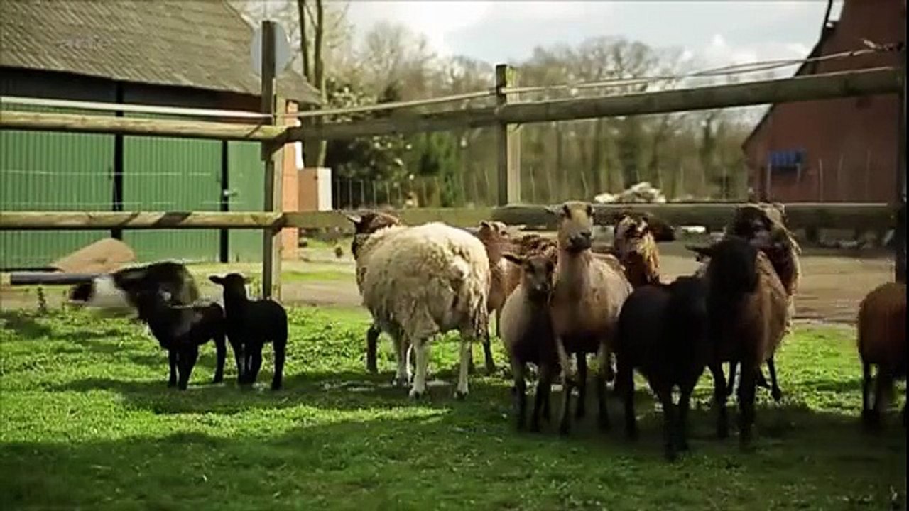 Der Hund - Unser bester Freund und Helfer