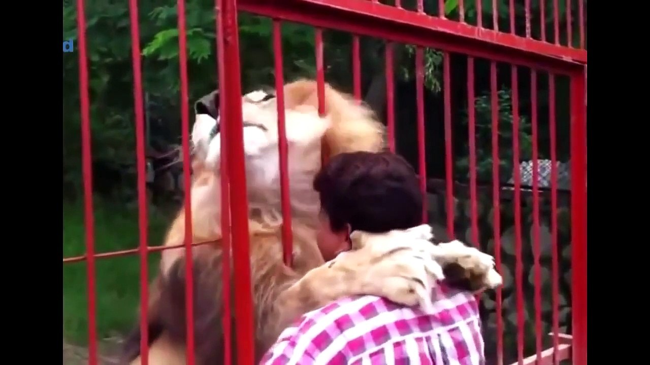 Cute Animal Videos Compilation 2015 Best cat Videos 720p HD