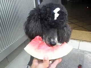 Susy comendo melancia *-*