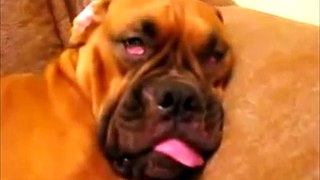 Funny Boxer Dog Crazy Snoring