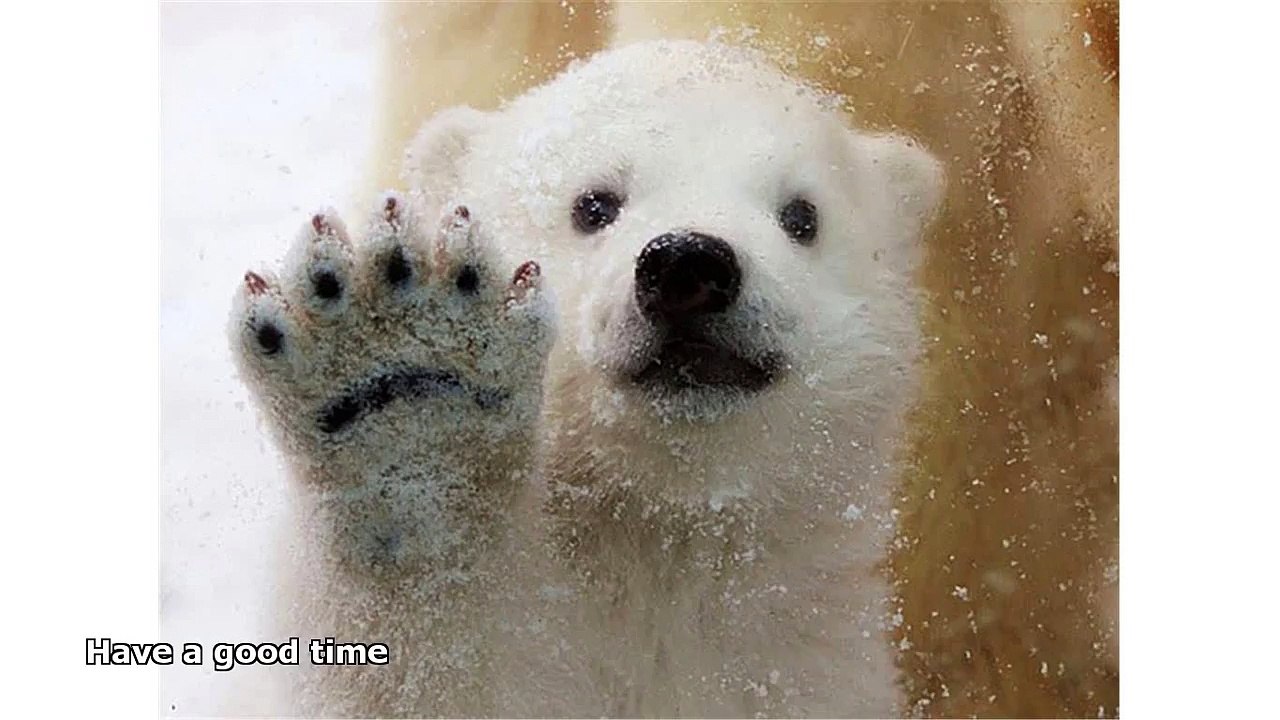 polar bear paw