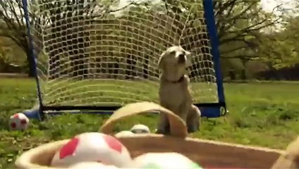 Cão entra para o livro dos recordes com o maior número de defesas. Assista