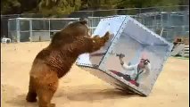 Orion TV Grizzly Bear Pushes Glass Box With Screaming Woman Inside -Game Show
