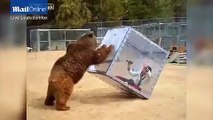 Grizzly bear pushes over woman trapped inside cube