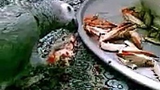 كاسيكو ياكل قباقب (سرطان البحر) - african gray parrot eat a crab