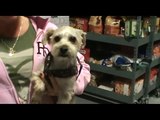 Dabney-- Yorkshire Terrier & Maltese Mix