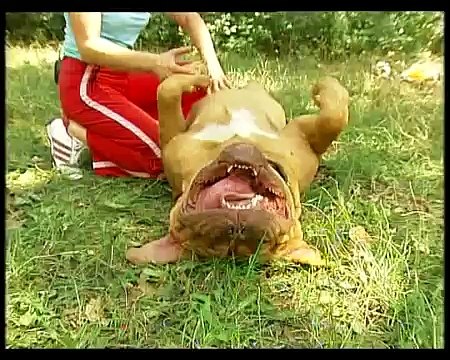 Бордоский дог (Советы с первых рук).avi