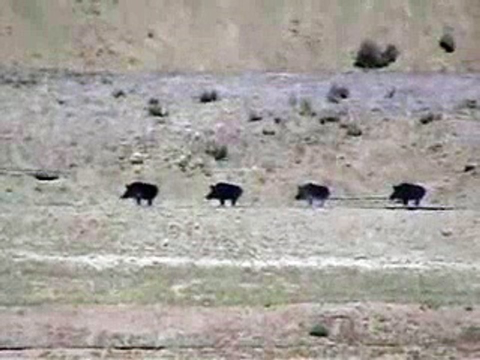 Shooting Silhouette Pigs @ 300 Meters