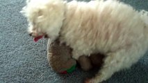 Dog Humping Teddy Bear Closeup (HD)