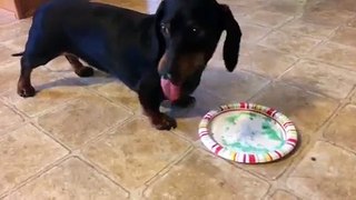 Dolly the Dachshund and the Pop Rocks