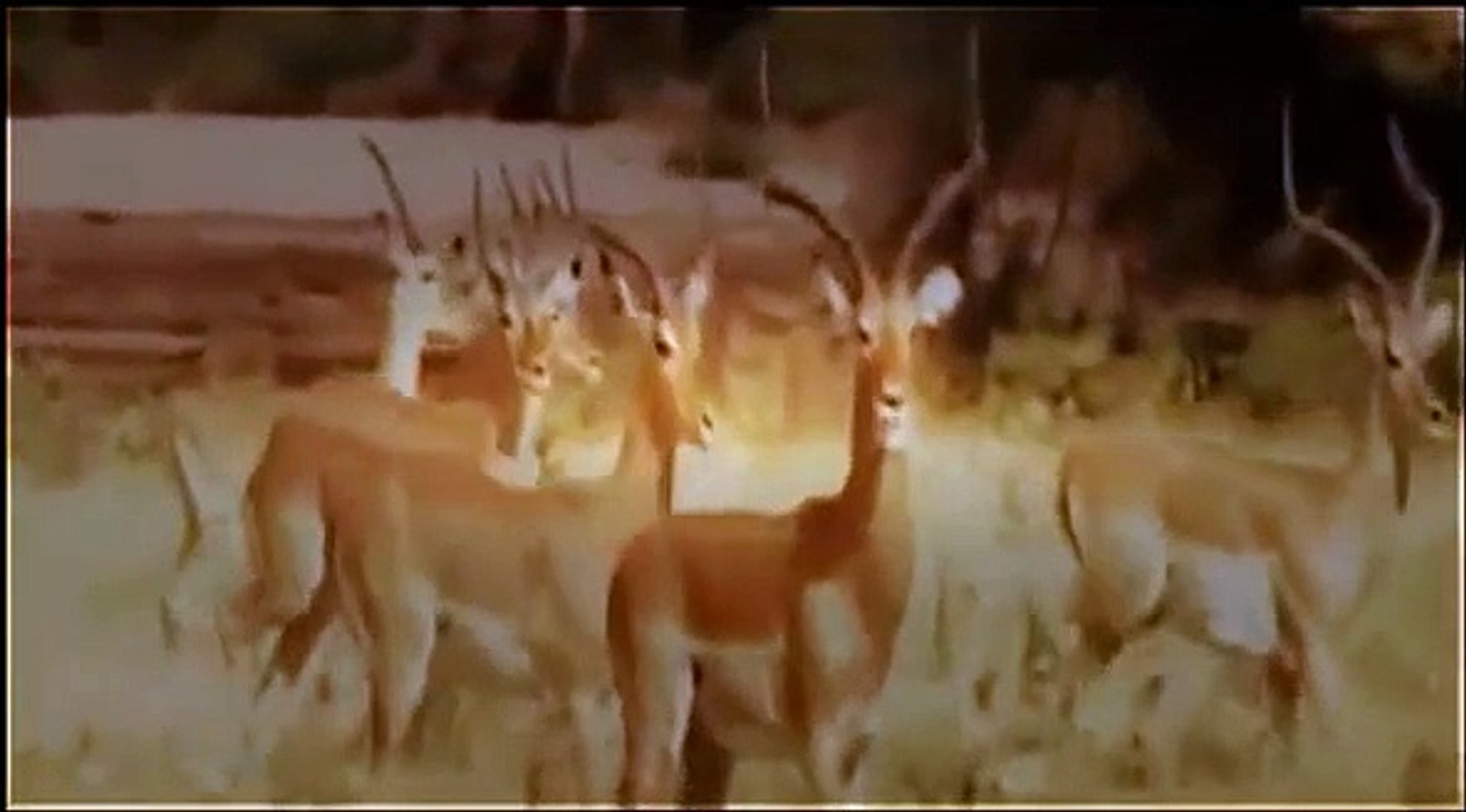 ⁣National Geographic | Wild Animal Documentary - Amazing Africa : Nigeria