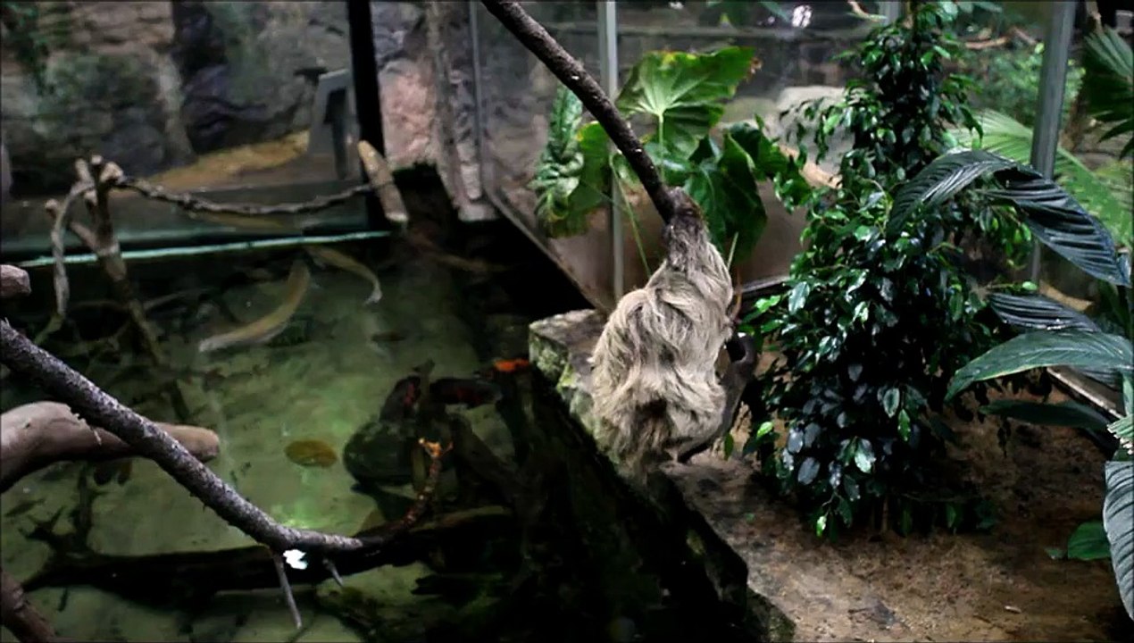 Sengångare klättrar i sitt nya hem