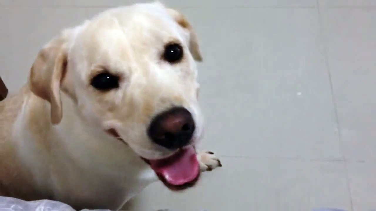 My lab is out of control (失控的拉布拉多)