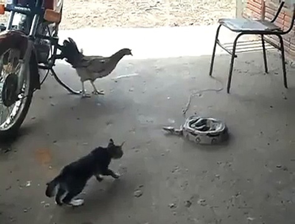 cat scare